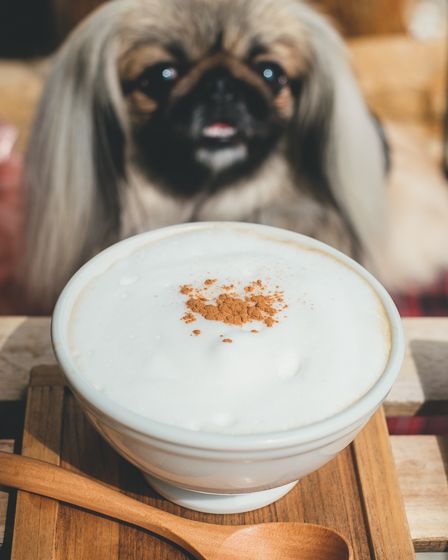 モーニングが凄い犬カフェ巡り編。『カフェ ボウル』は、リピせずに