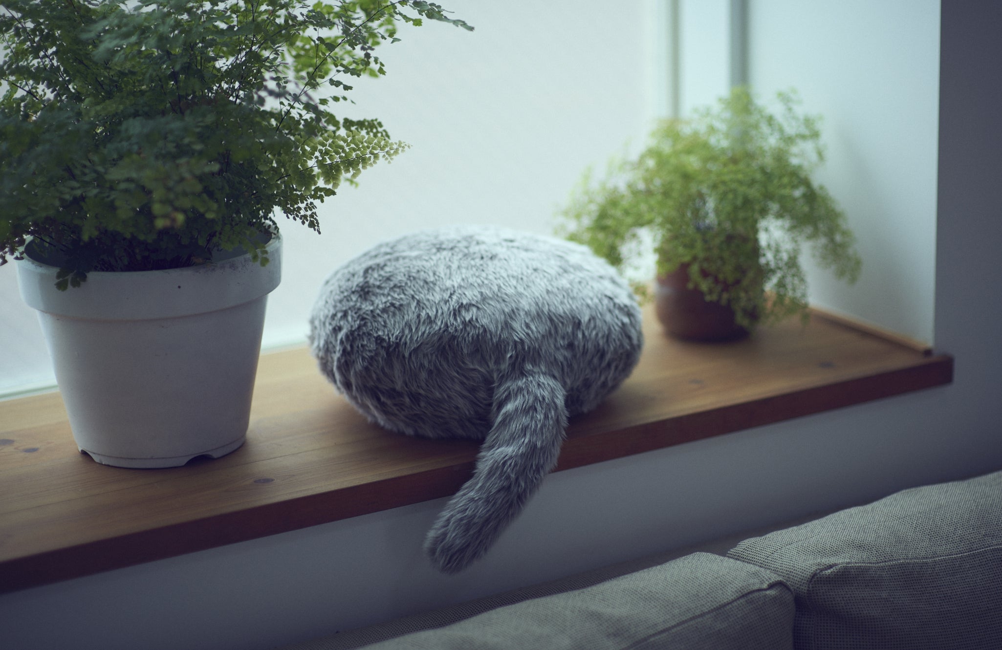 公式ストア】Qoobo（クーボ）心を癒やす、しっぽクッション。 – ユカイ