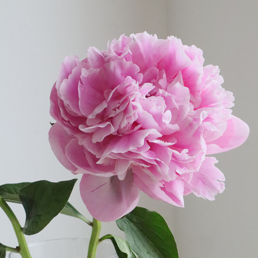 直前】芍薬 ピンクドクター(ピンク) 秀2L - 花材通販はなどんやアソシエ