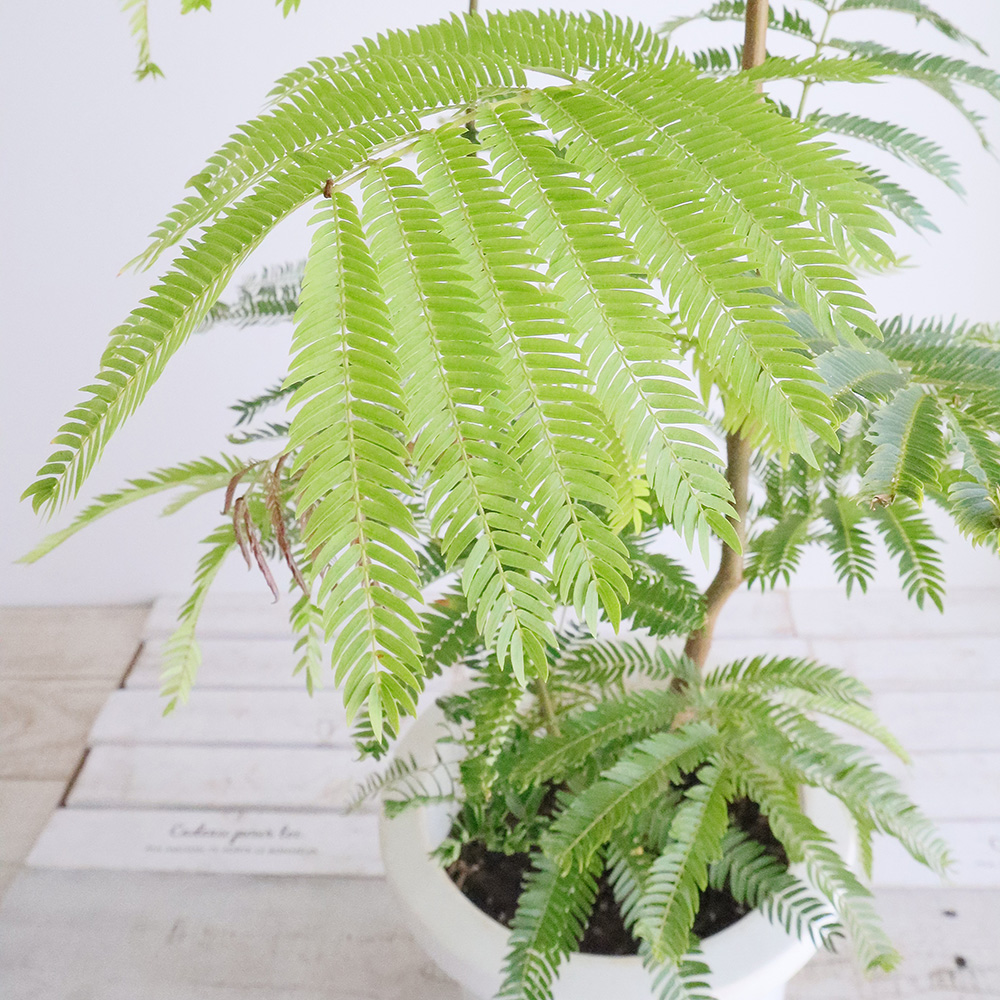 直接取引のみ 東京都北区】エバーフレッシュ 観葉植物 約170cm プラ鉢