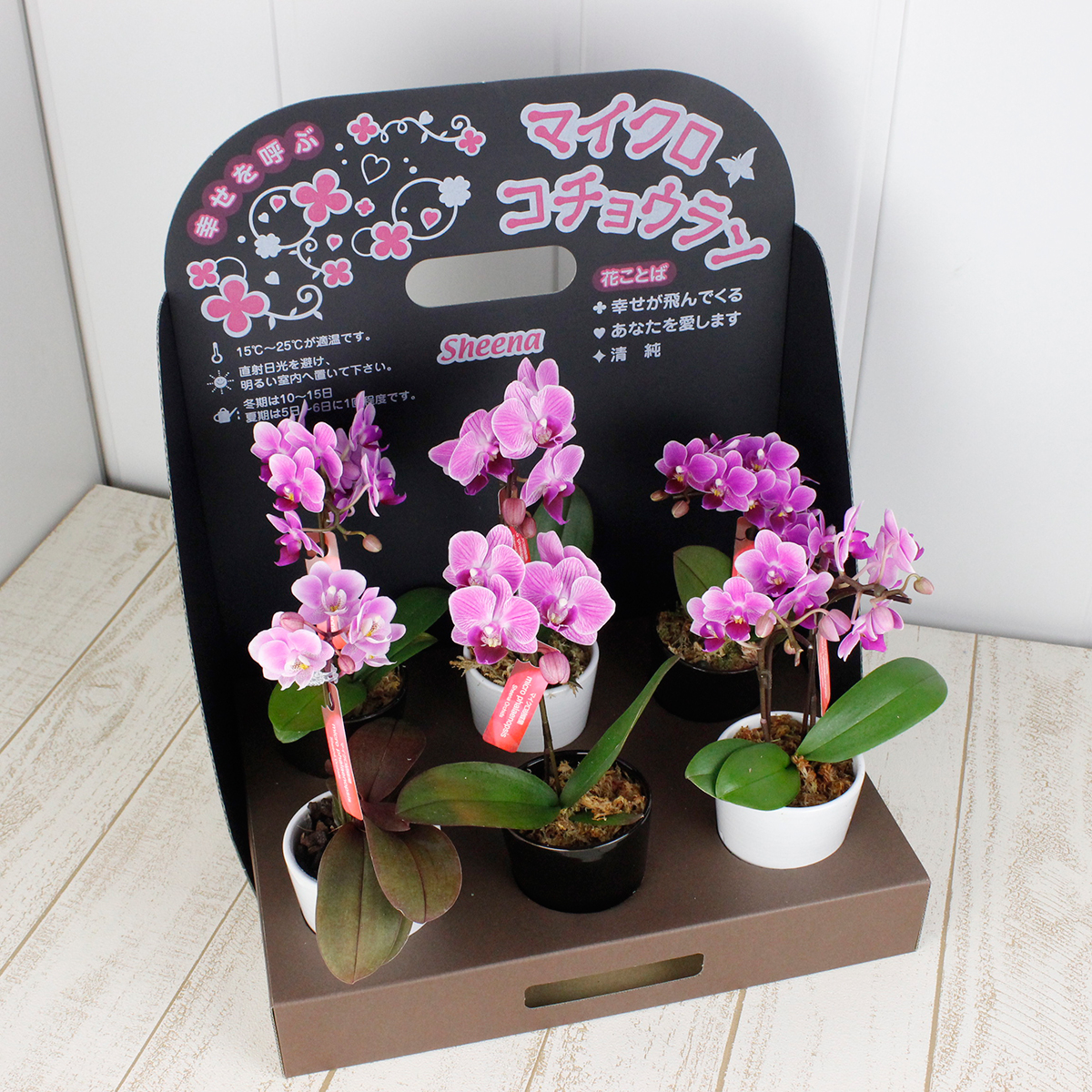 送料無料】【生花/鉢】マイクロ胡蝶蘭(ピンク系)2.5寸鉢 品種・輪数