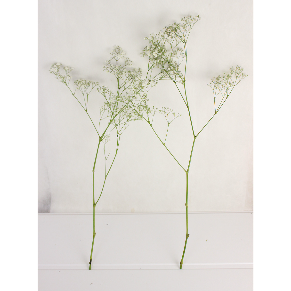 生花】カスミ草 エクセレンス(白)輸入60cm ※50本単位 【FJ】 - 花材
