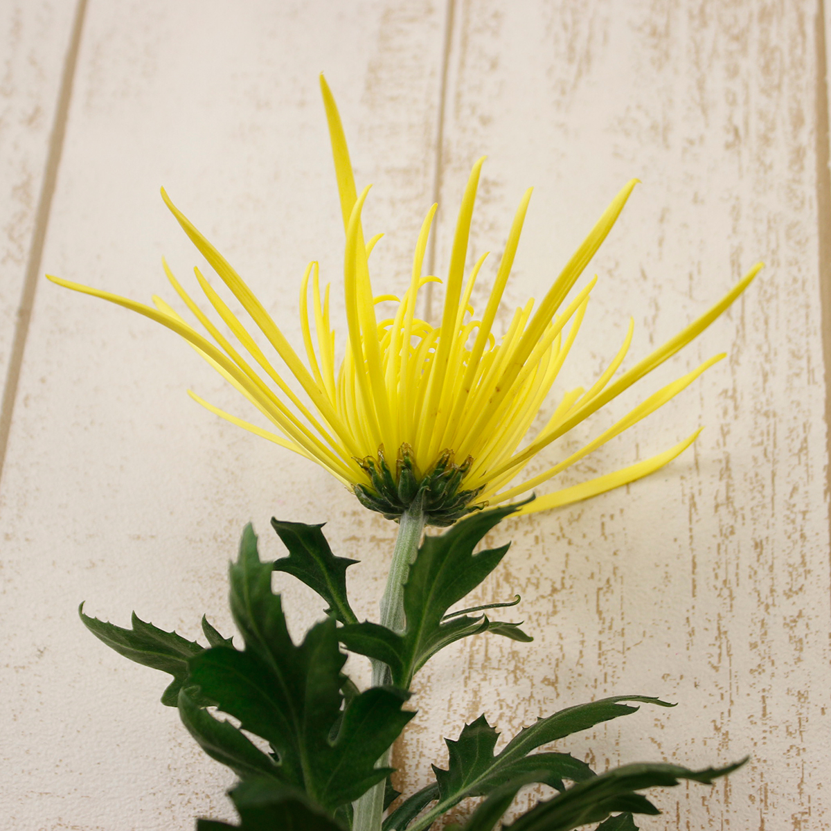 直前!!】糸菊 黄 ※品種はお任せとなります - 花材通販はなどんやアソシエ