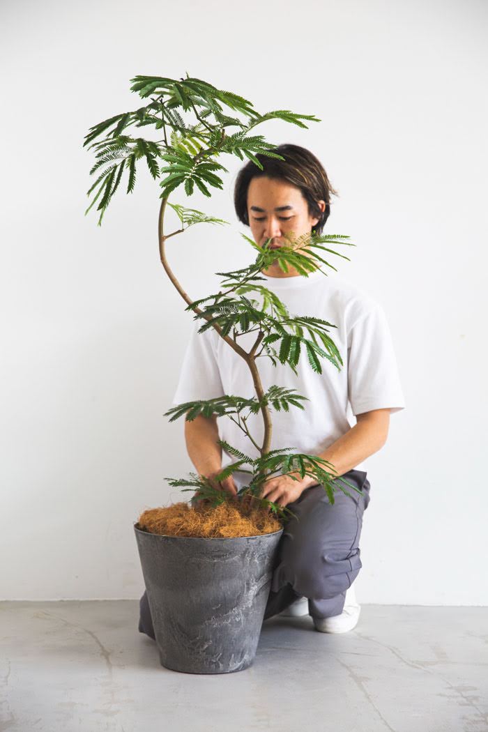観葉植物 エバーフレッシュ（8号鉢）｜HanaPrime（ハナプライム）