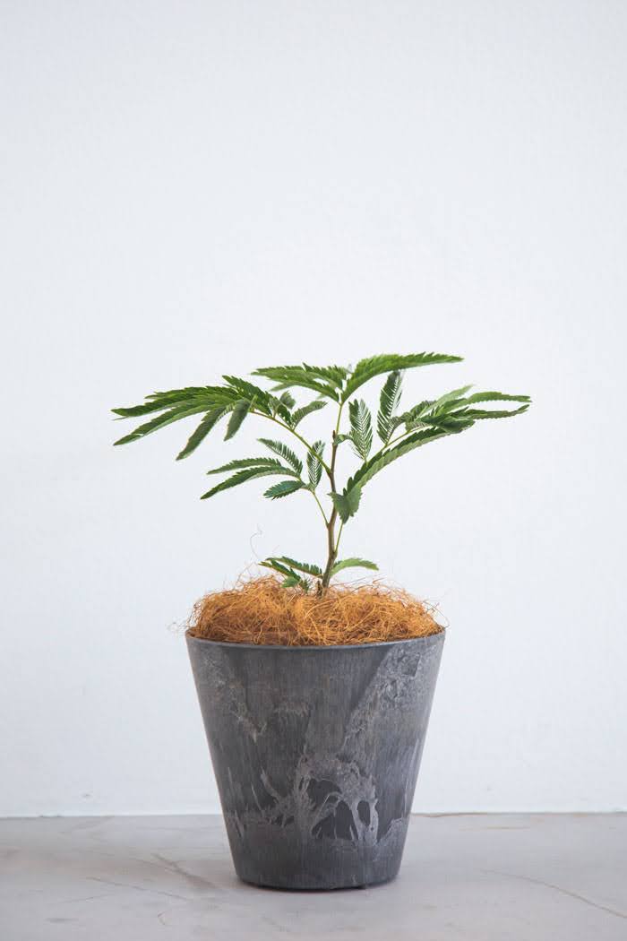 観葉植物 エバーフレッシュ（4号鉢）｜HanaPrime（ハナプライム）