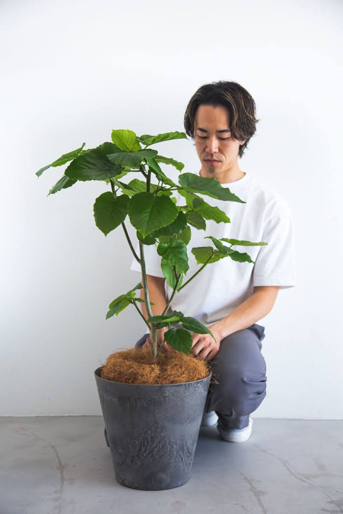 観葉植物 フィカス ウンベラータ（8号鉢）｜HanaPrime（ハナプライム）