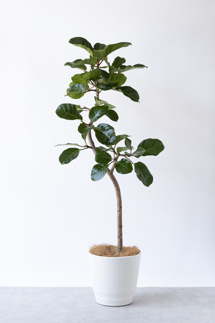 観葉植物 フィカス アフリカンプリンス曲がり（10号鉢）｜HanaPrime