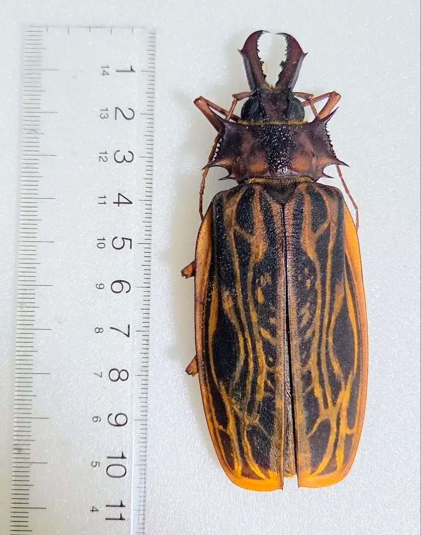 2026年最新】オオキバウスバカミキリ 標本の人気アイテム - メルカリ