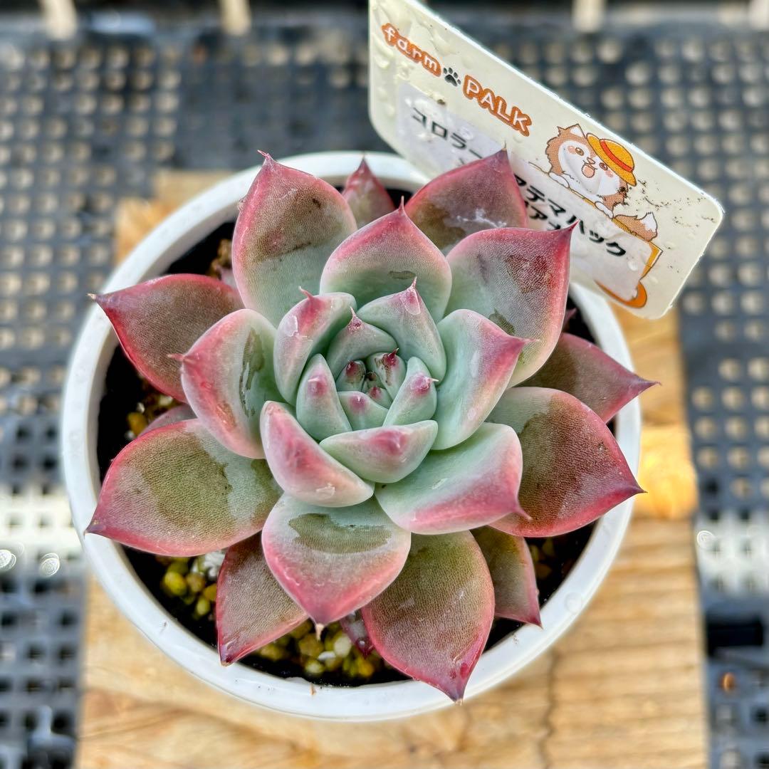 コロラータアテマハック×リンゼアナ 多肉植物 エケベリ札付き - メルカリ