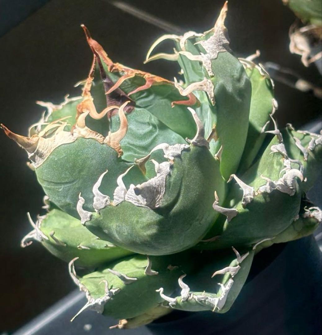 アガベ 地植え 大株 パリー オバティフォリア アメリカーナ ドライガーデン