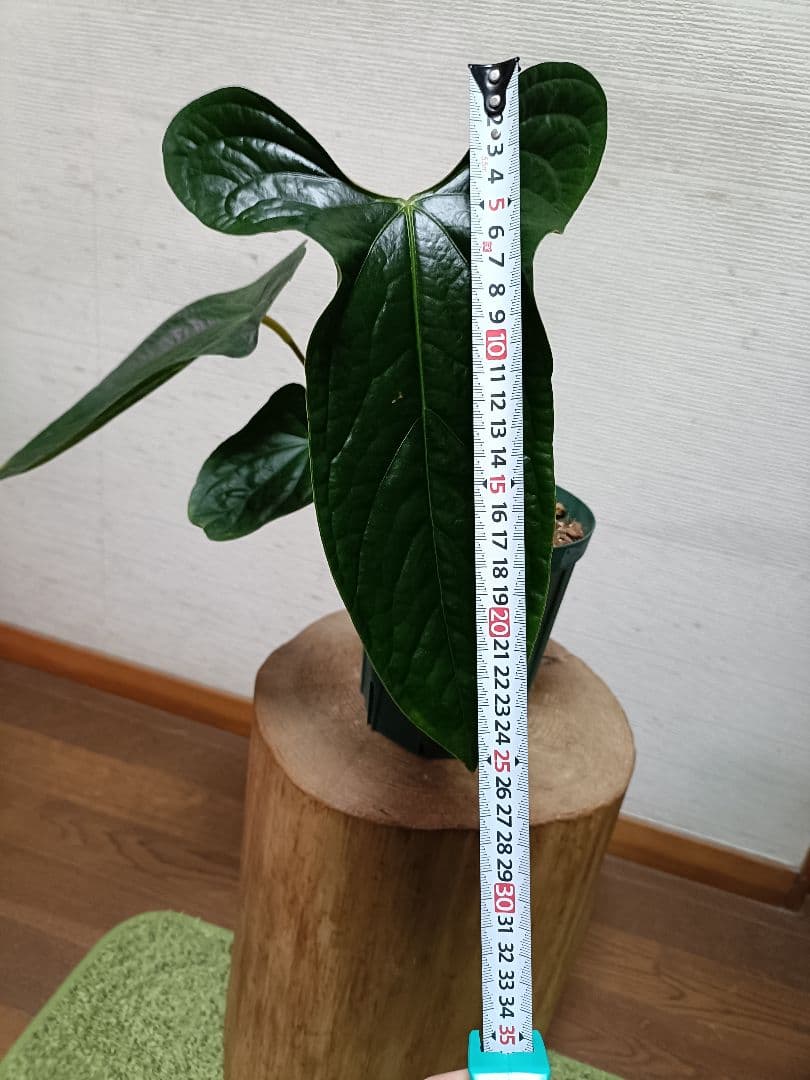 Anthurium Happy Bunny x papillilaminum — Ecuagenera USA Corp