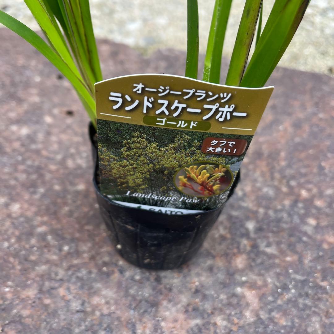 カンガルーポー3ポットセット - メルカリ