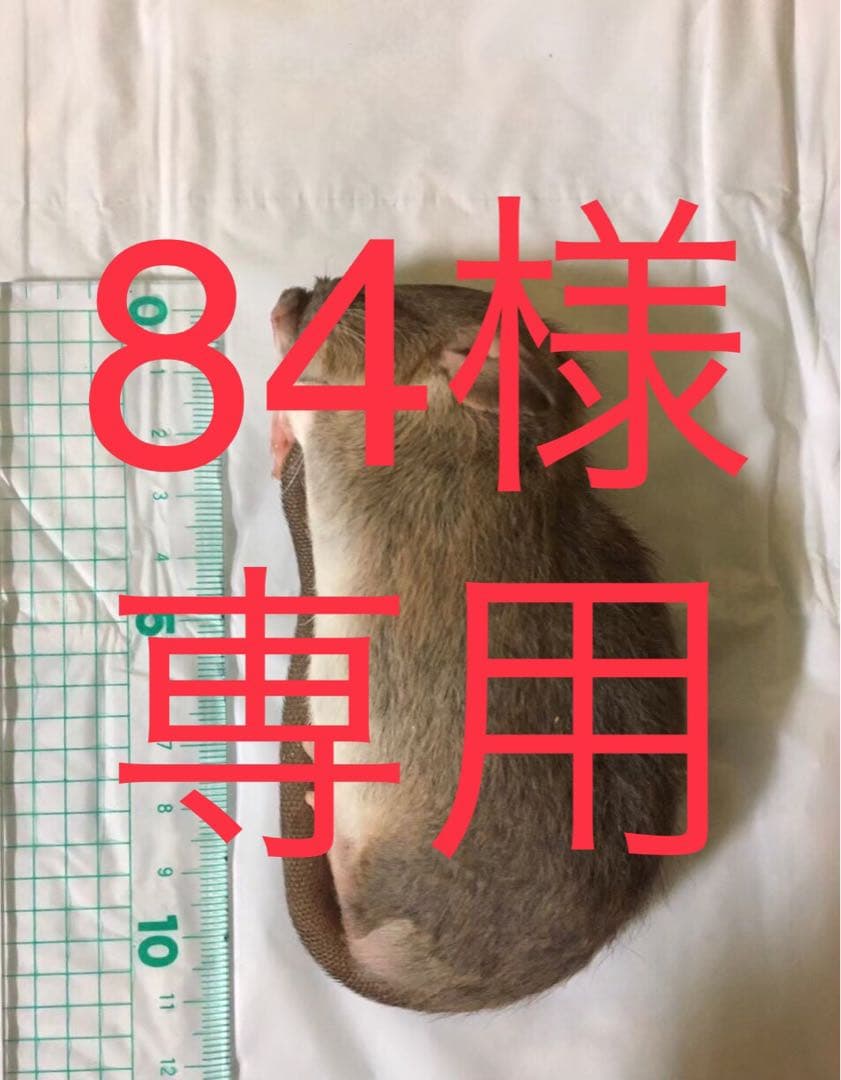 冷凍PM20 PL30 PR10 RH10 SS10 L20 ノンフロン冷媒採用 冷凍プラグインショーケース モデルチェンジ