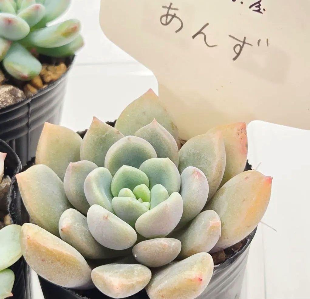 ㉖あんず❣️花小町❣️誾千代❣️発根済!つぶつぶ屋さん ネコポス送料
