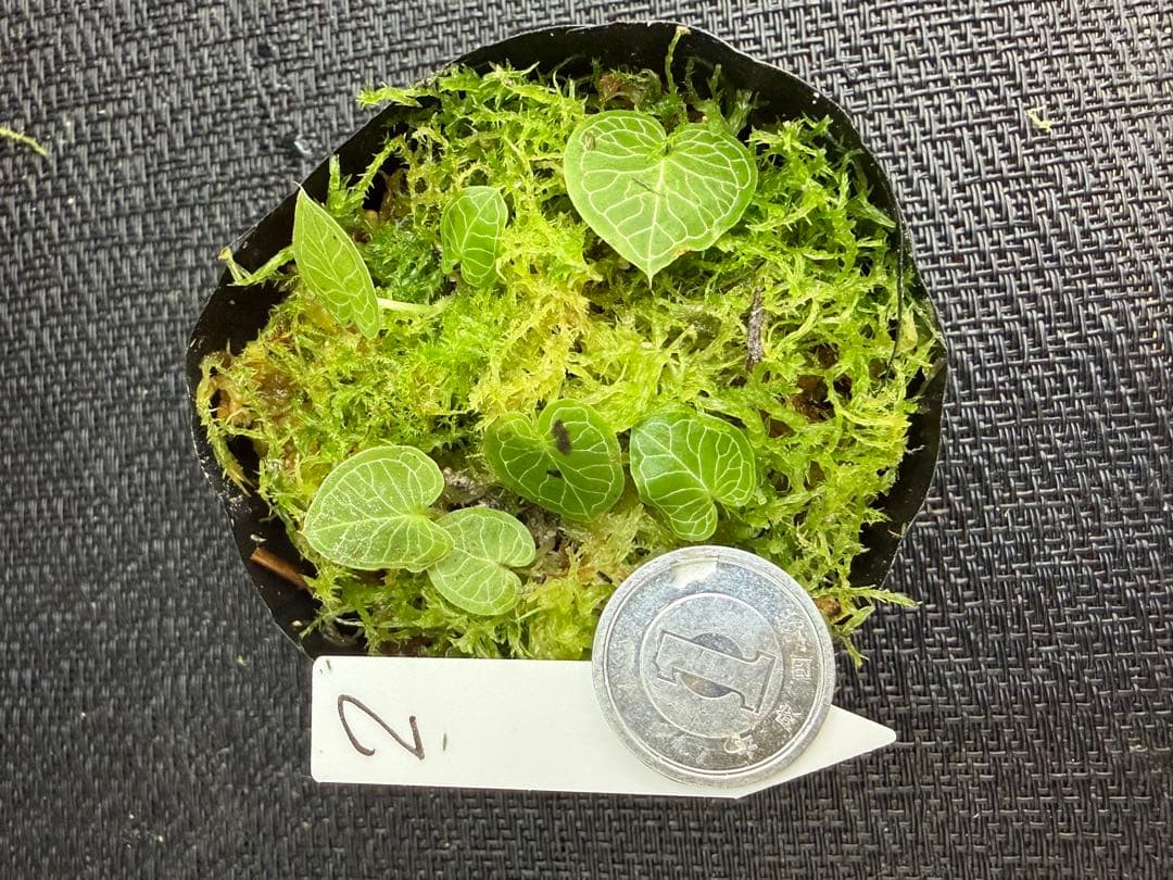 そ*う様 ⭐︎ ⭐︎ Corybas pictus ② 超小型コリバス・ピクタス Corybas pictus コリバス・ピクタス 前回とは葉脈が異なり こちらは