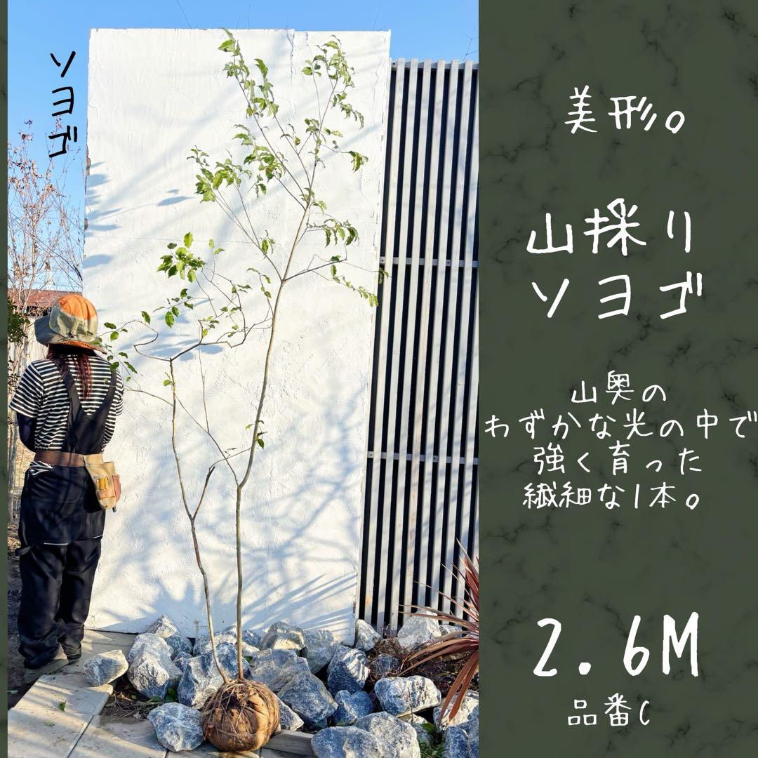 美形。山採りソヨゴ 雄株2.6M(鉢底から)品番C - メルカリ