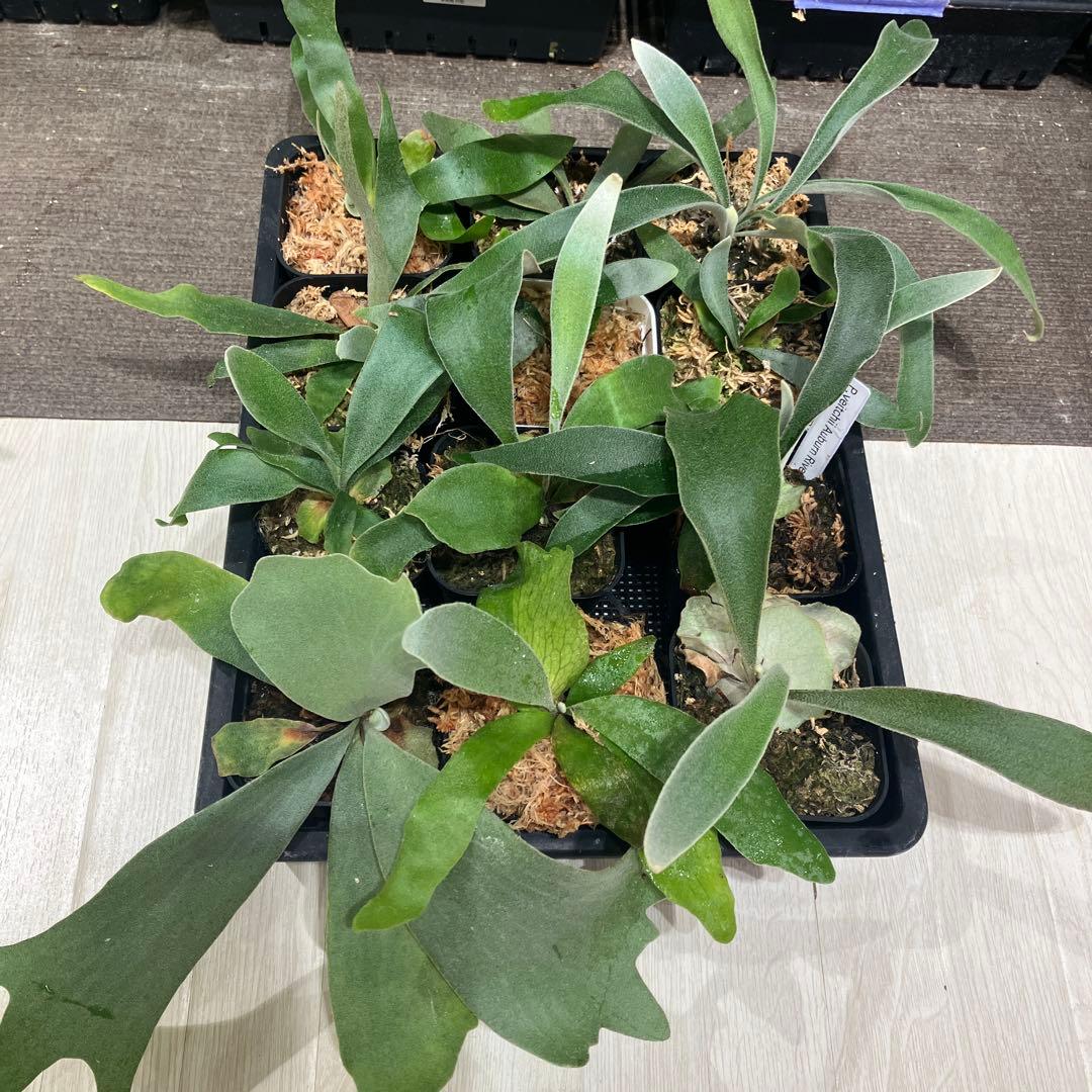 ウ*ロ様 福袋　ビカクシダ　12株 FK7-0190 ビカクシダ コルク板付（グランデ）＜数量限定＞ 観葉植物