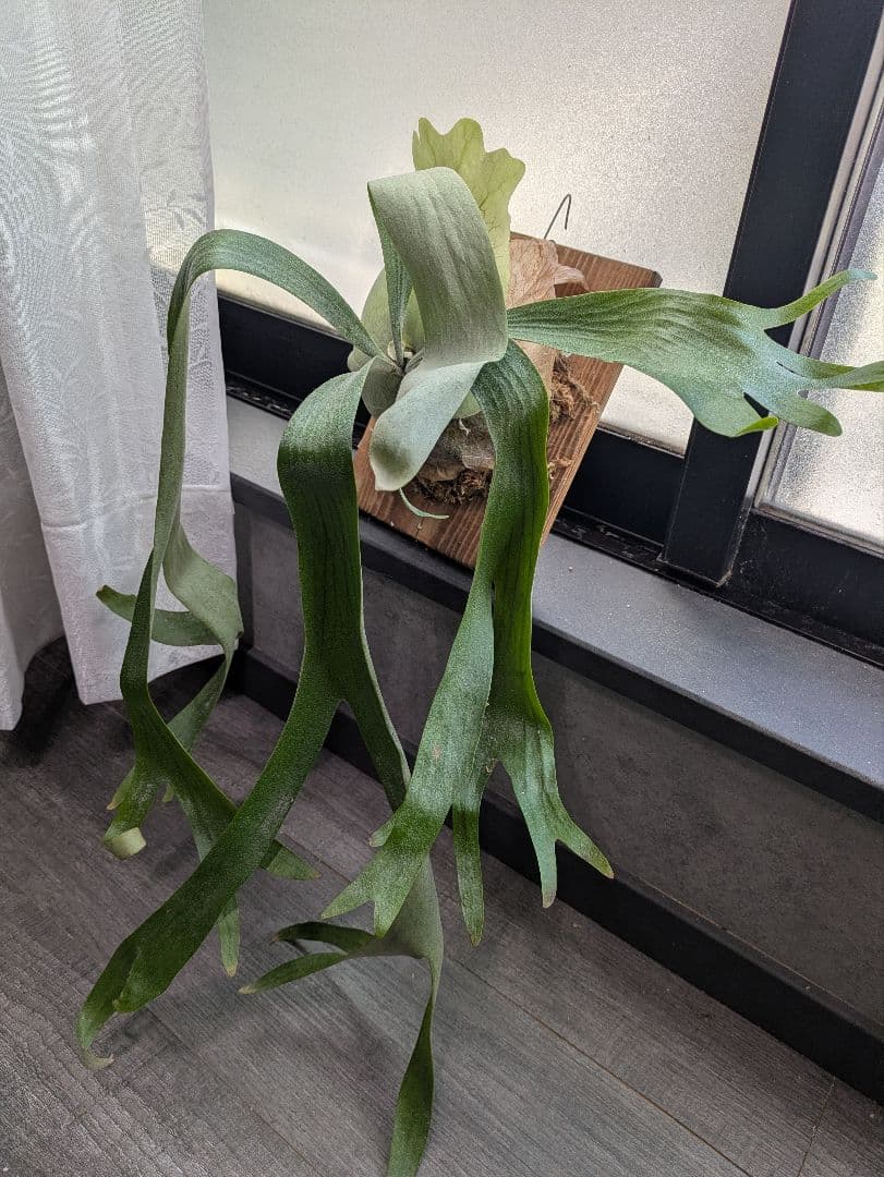 P.willinckii ' baileyi ' ベイレイ ビカクシダ P.willinckii ' baileyi ' ベイレイ ビカクシダの通販はau PAY