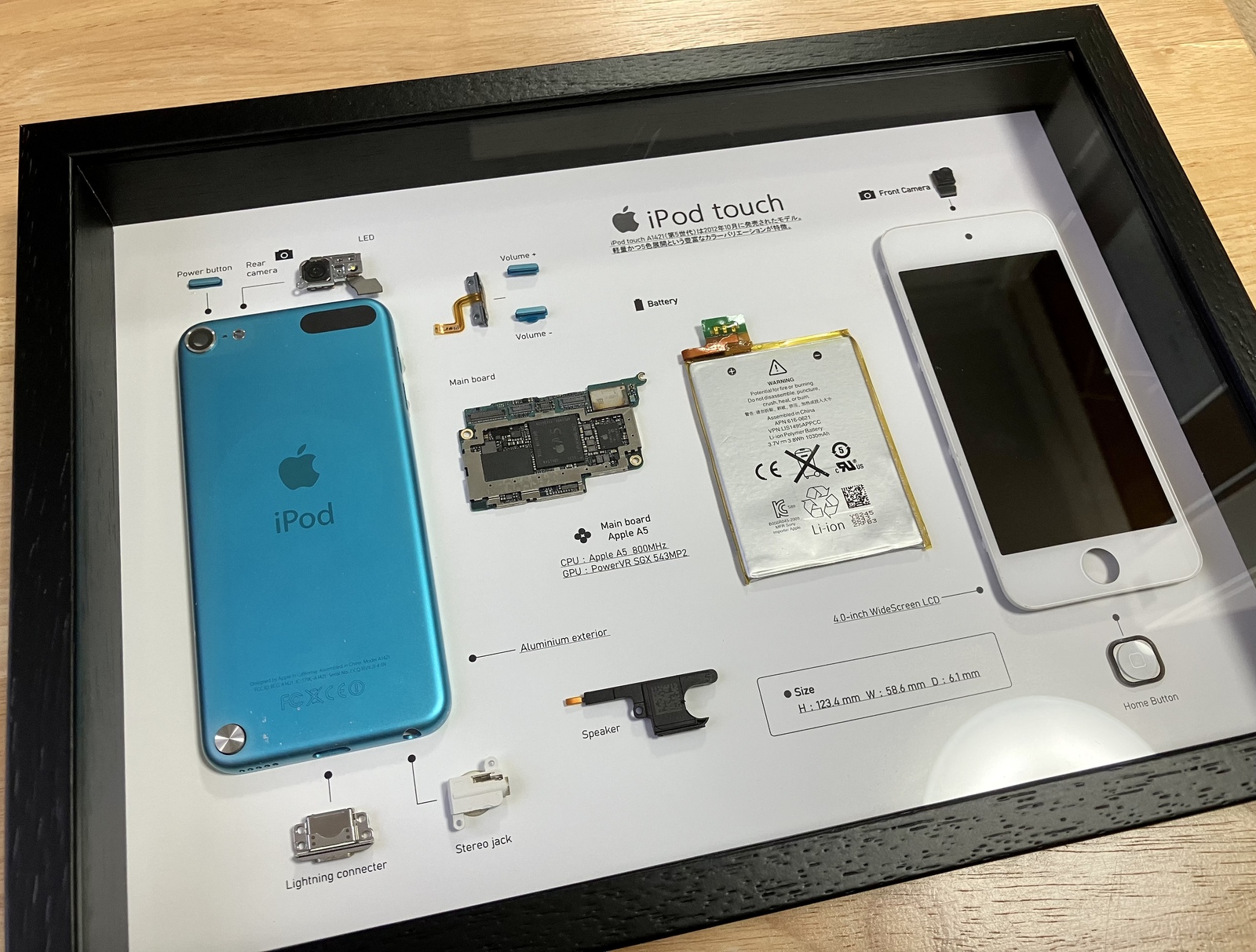 apple iPhone 5 iPhone5 標本アート 自作 - はら。 | minne byGMO
