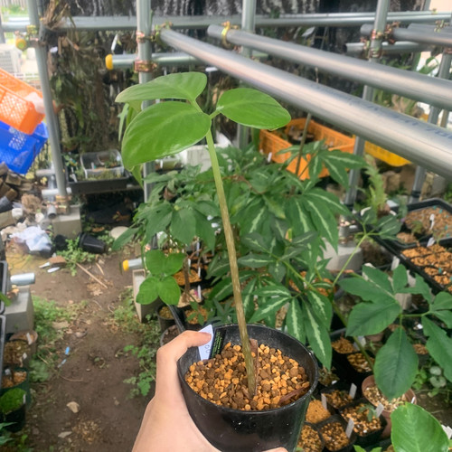 Guangxi, China産】Arisaema lihengianum | Plants-Axis