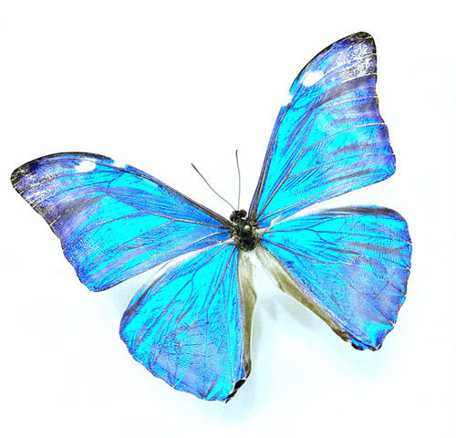 標本教室用に！モルフォチョウ10頭セット（Morpho marcus) | 甲虫標本