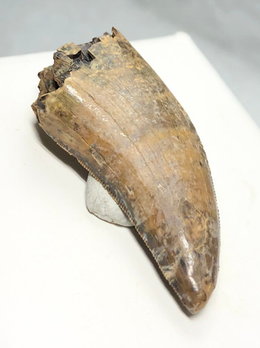 ナノティラヌス実物歯化石 a-3 | paleo-science