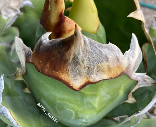 Agave titanota 
