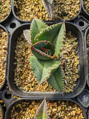 Agave ”super titanota” M size | Cactus Green