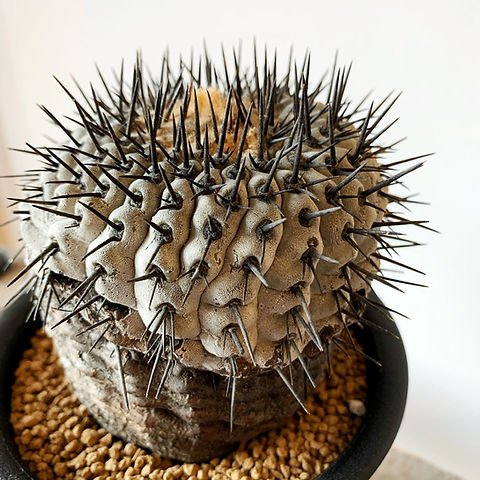5 発根済み 孤竜丸 コピアポア シネレア コルムナアルバ copiapoa 5 発